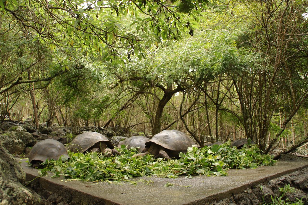 Puerto Velasco Ibarra Floreana Lava Lodge المظهر الخارجي الصورة